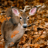 Autumn Buck by Tracy Munson -  