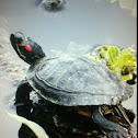 Red eared slider