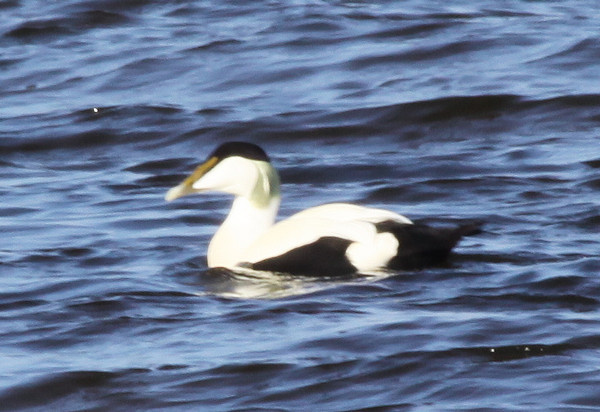 Common Eider / Eiderente