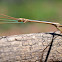 Arizona Walkingstick