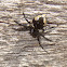 Ant Hunting Spider