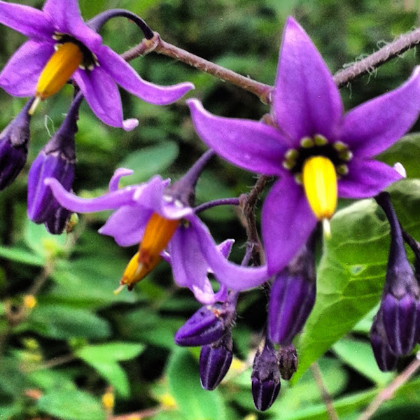 Bittersweet nightshade Project Noah