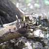 candle-snuff fungus, stag's horn