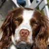 English SpringerSpaniel Puzzle