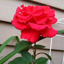 Hybrid Tea Rose " Miss All American Beauty"