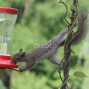 Sweets for the sweet. by Karin Pelton - Animals Other