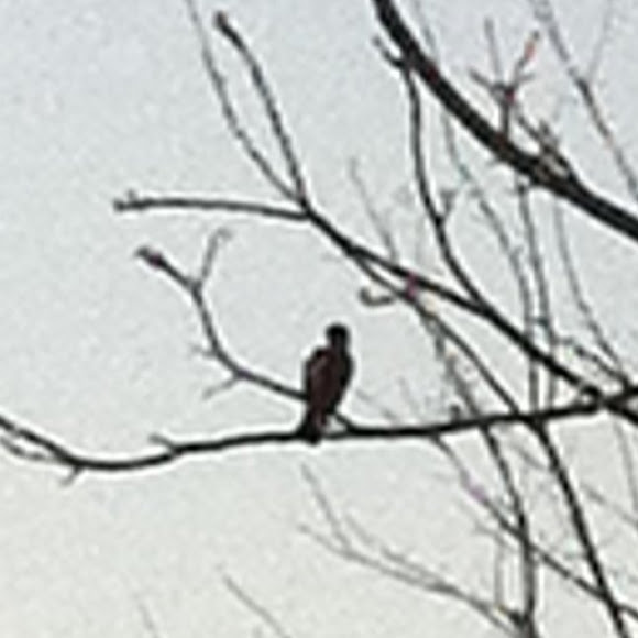 Spotting Project Noah