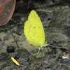 Common Grass yellow Butterfly