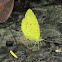 Common Grass yellow Butterfly