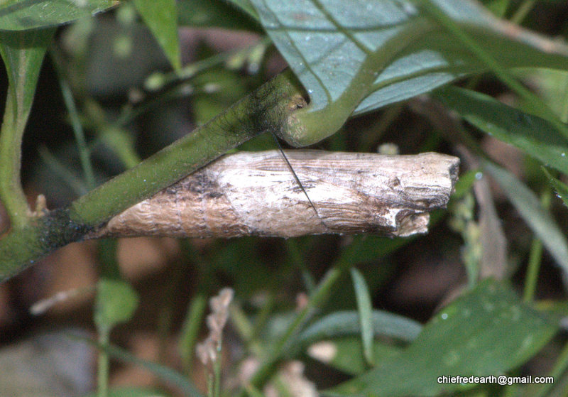 Common Mime caterpillar