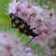 Four-Banded Longhorn Beetle