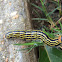 Yellow-necked Caterpillar