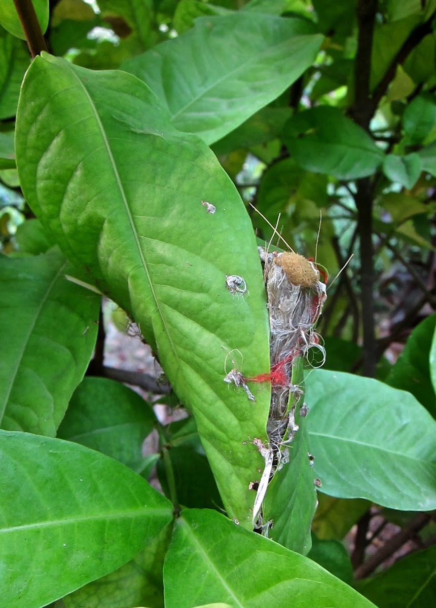 Common Tailorbird's nest Project Noah