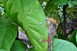 How Tailorbird Make Nest