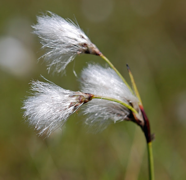 Common cotton grass Project Noah
