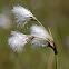 Common cotton grass