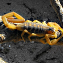 Striped Bark Scorpion