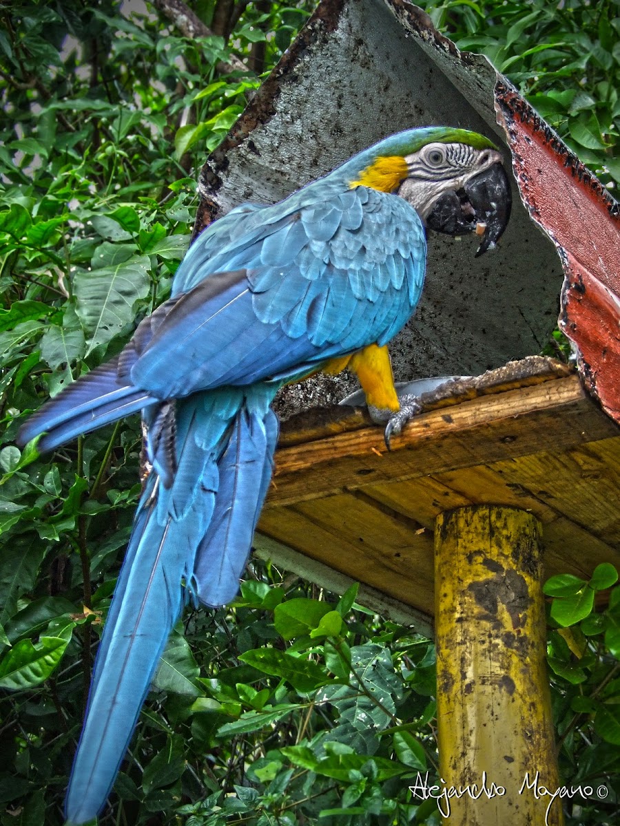 Guacamaya