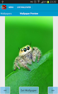Cute Spiders Wallpapers(圖3)-速報App