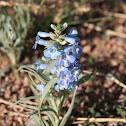 Broadbeard Penstemon