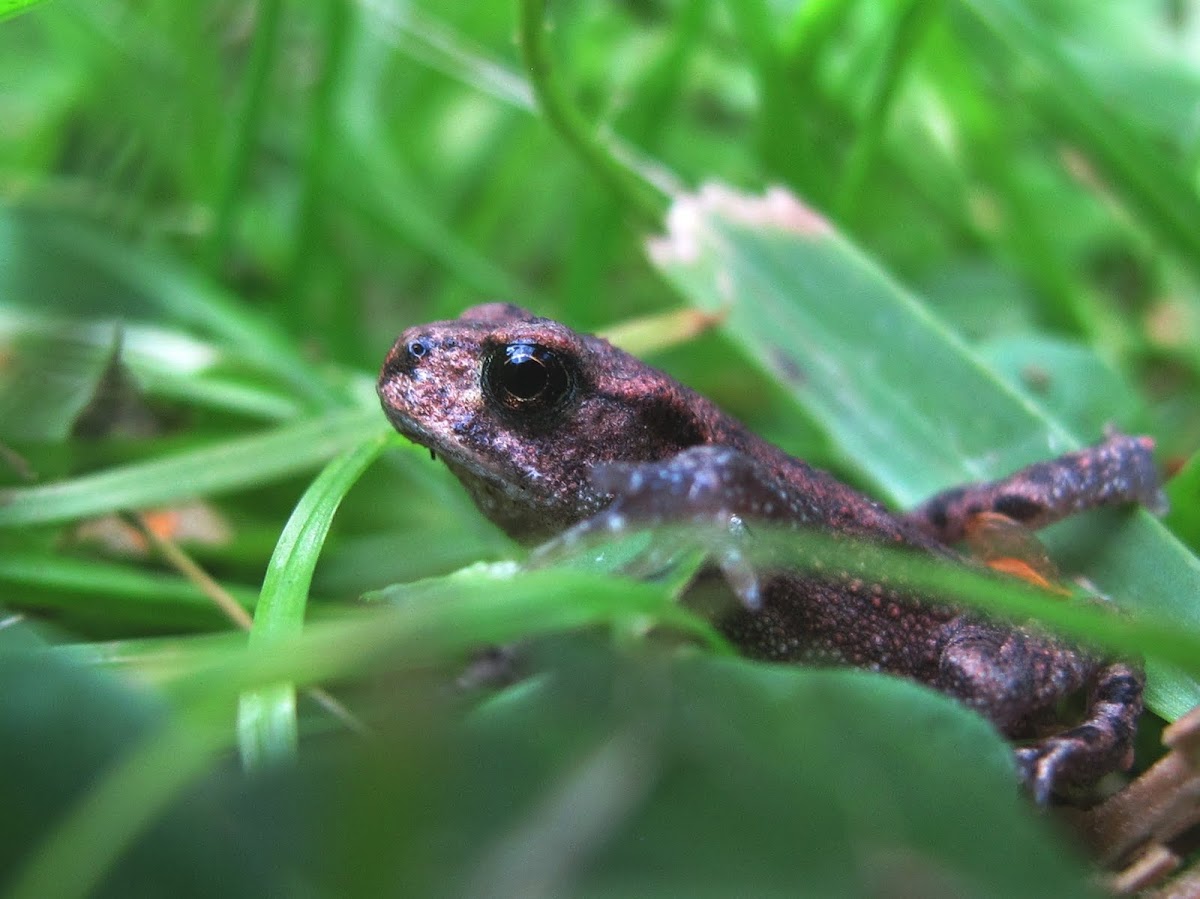 Common toad (juvenile)