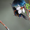 Black swallowtail, American swallowtail or parsnip swallowtail