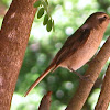 Brown Shrike