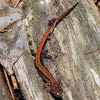 Northern red-backed salamander