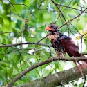 Northern Cardinal