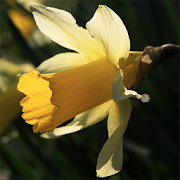 Daffodil Way