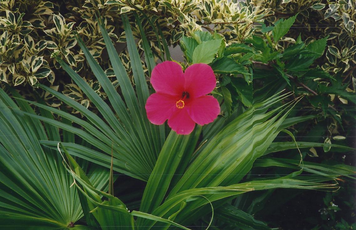 Shoe Flower