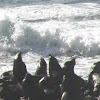 californiaa sea lions