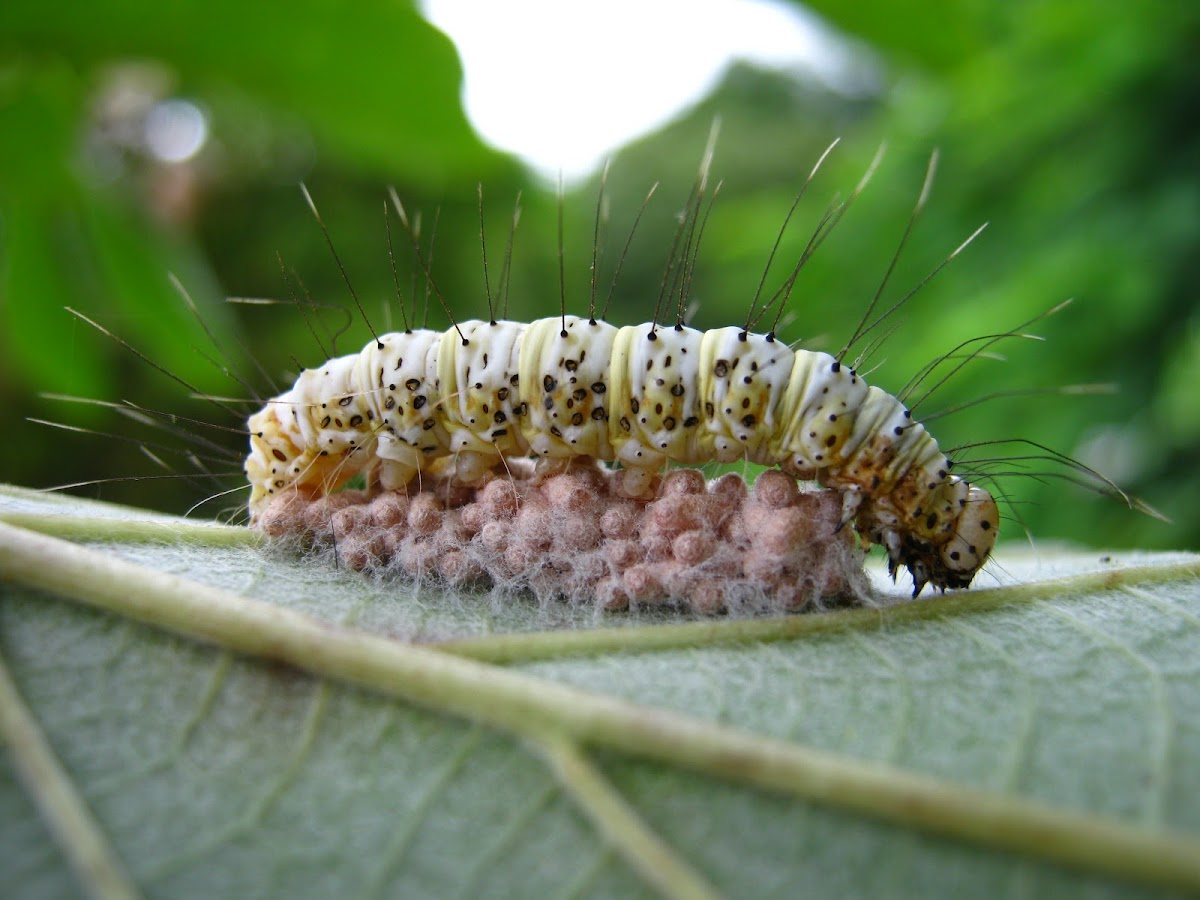 Caterpillar and parasitic wasp eggs