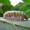 Caterpillar and parasitic wasp eggs