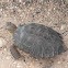 Desert tortoise