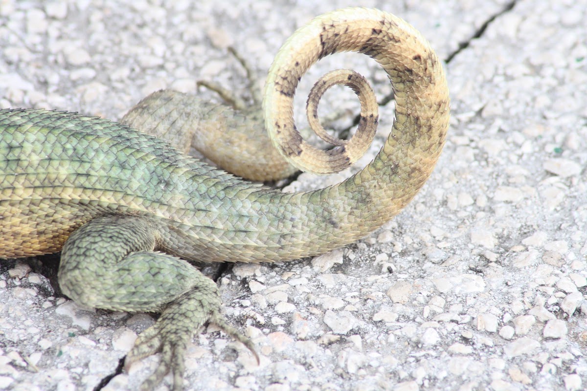 Northern Curly-tailed Lizard