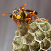 Australian Paper Wasp