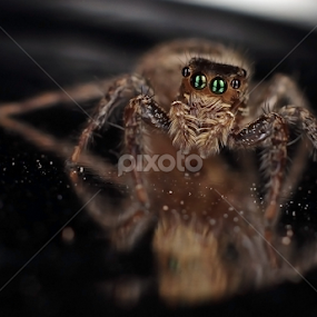 by Ayang Julieana Mohamed - Animals Insects & Spiders