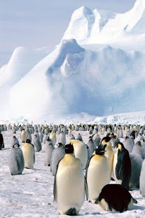 Penguin and Dolphin Wallpaper Screenshots 11
