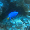 Yellowtail damselfish