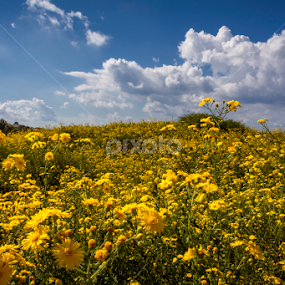 Chrysospsis and clouds by Robert Namer - Landscapes Prairies, Meadows & Fields