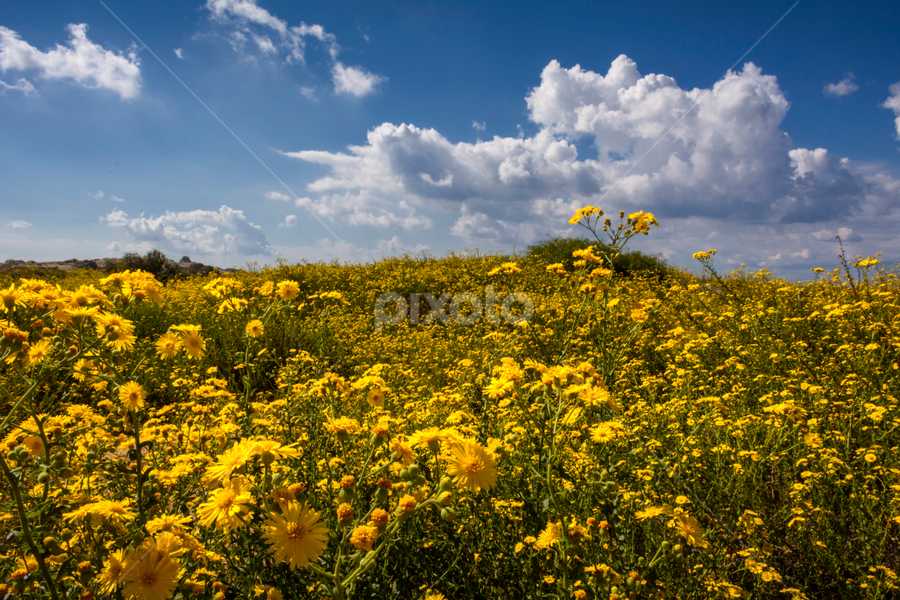 Chrysospsis and clouds by Robert Namer - Landscapes Prairies, Meadows & Fields