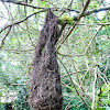 Montezuma oropendola nest