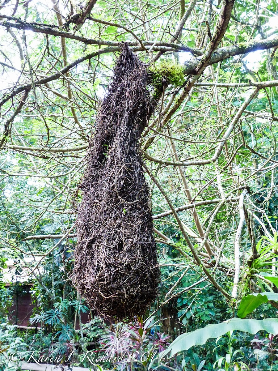 Montezuma oropendola nest