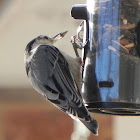 White-Breasted Nuthatch