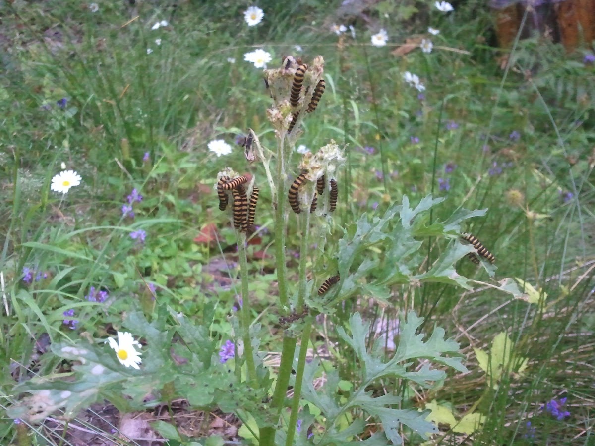 Cinnabar Moth Caterpillar on Ragwort