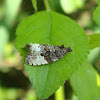 Plum Tortrix Moth / Šljivin savijač pupova