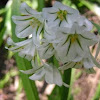 White bell flowers?