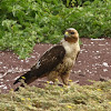 Galapagos Hawk (juvenile)