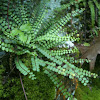 Maidenhair spleenwort